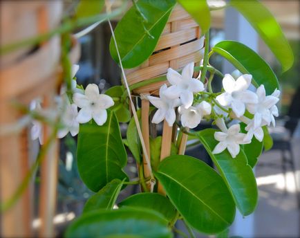 Flori stephanotis îngrijire la domiciliu, reproducere, tăiere