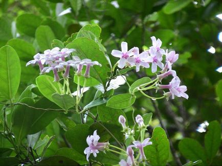 Flori stephanotis îngrijire la domiciliu, reproducere, tăiere