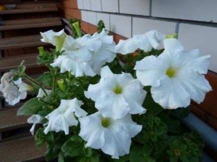 Un balcon înflorit de către sine - târg de maeștri - manual, manual