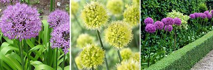 Dekoratív hagyma Allium fajták vyrschivanie és gondozás
