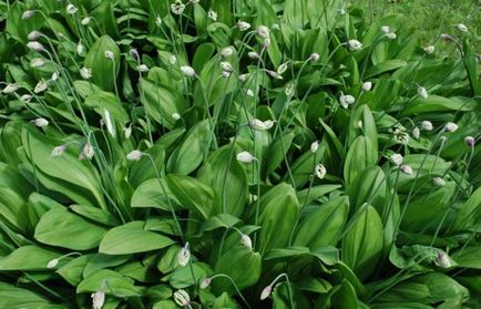 Decorative ceapă fotografie și numele plantelor