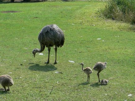 Cei zece cei mai îngrijitori tați ai lumii animalelor