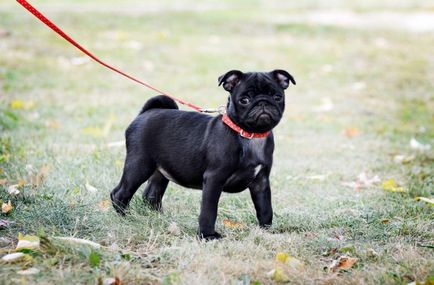 Десять найбільш популярних порід собак великобритании в 2016 році