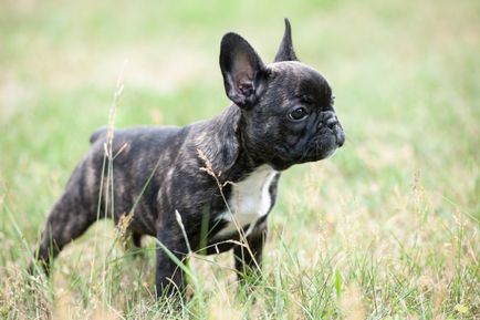 Cele zece cele mai populare rase de câini britanici în 2016