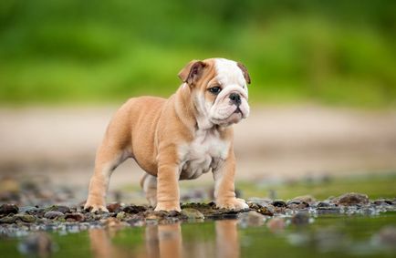 Десять найбільш популярних порід собак великобритании в 2016 році