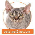 Devon Rex