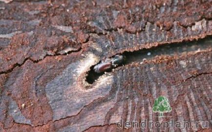 Diagnosticarea și tratarea arborilor pulverizați, luptând cu gândacul de coajă