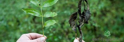 Diagnosticarea și tratarea arborilor pulverizați, luptând cu gândacul de coajă