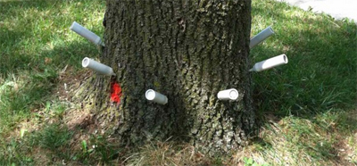 Діагностика та лікування дерев обприскування, боротьба з жуком-короїдом