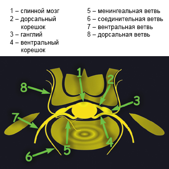 Diagnosticul sindromului radicular lombosacral