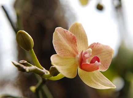 Orhidee sălbatică, botanică