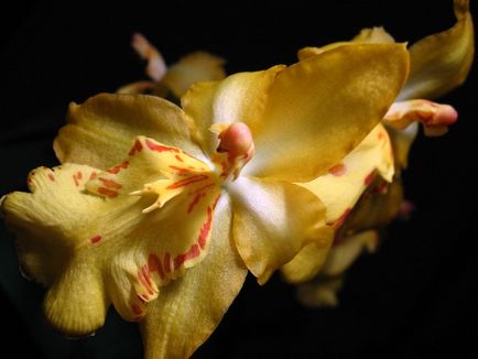 Orhidee sălbatică, botanică