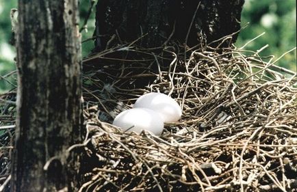 Culver leírás, fajok jellemzői fényképpel (leírás) Culver leírás, fajok jellemzőit fotókkal