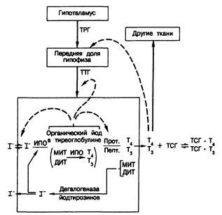 Dinamica fiziologiei normale a hormonilor tiroidieni
