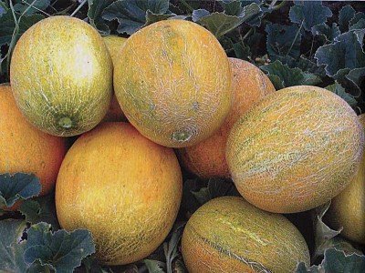 Melon agricultor colectiv și alte soiuri cu randament ridicat