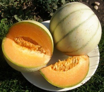 Melon agricultor colectiv și alte soiuri cu randament ridicat