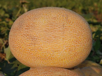 Melon kolhoz, és más magas hozamú fajták