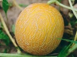 Melon izgulj egyes fajták a sajátosságát az termesztés ellátás és az illetékes