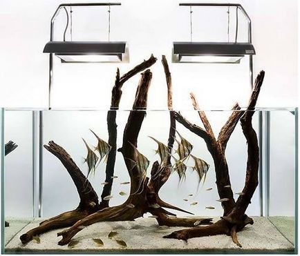 Tervezése és elrendezése az akvárium Vitorláshal