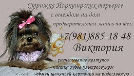 Pentru un york cu mâinile tale, un terrier Yorkshire, care vinde cățeluși dintr-o grădiniță, bărbați pentru reproducere, Sankt-Petersburg