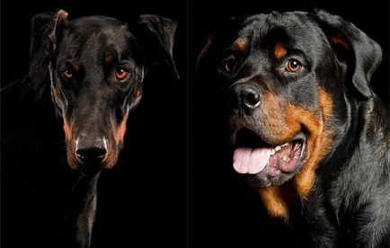 Doberman vagy Rottweiler összehasonlítás és tanácsot szívesen