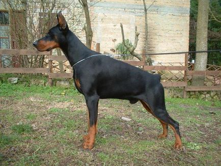 Doberman sau Rottweiler comparație și sfaturi pentru a ezita