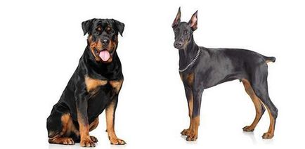 Doberman sau Rottweiler comparație și sfaturi pentru a ezita