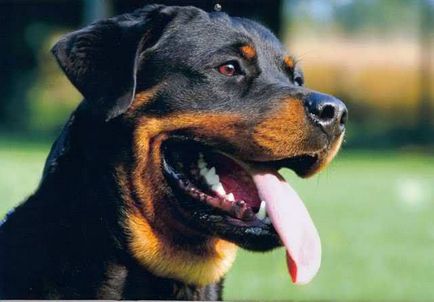 Doberman sau Rottweiler comparație și sfaturi pentru a ezita