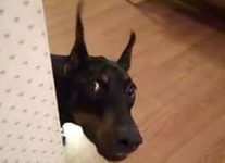 Dobermann, dobermann tenyészet dobermann, mint egy ajándék (adni dobermann jó kezekben) Dobermann, dobermann tenyészet dobermann, mint egy ajándék