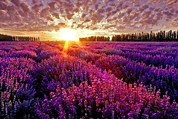 Bună magie de lavanda, desert fericit