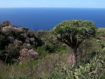 Dracaena Sárkány vásárolni mandarin online áruház, ápolási otthon