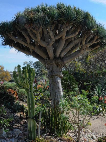 Dracaena Sárkány vásárolni mandarin online áruház, ápolási otthon