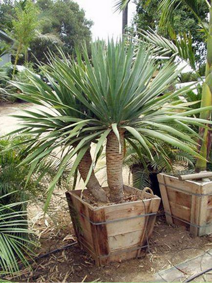 Dracaena Dragon купуват мандарина онлайн магазин, грижи у дома