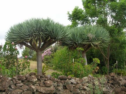 Dracaena Sárkány vásárolni mandarin online áruház, ápolási otthon