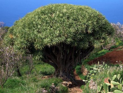 Dracaena Sárkány vásárolni mandarin online áruház, ápolási otthon