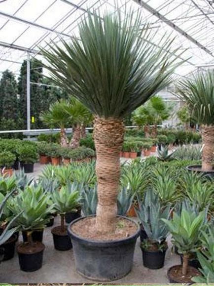 Dracaena Sárkány vásárolni mandarin online áruház, ápolási otthon