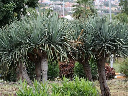 Dracaena Sárkány vásárolni mandarin online áruház, ápolási otthon