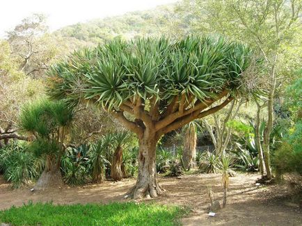 Dracaena Sárkány vásárolni mandarin online áruház, ápolási otthon