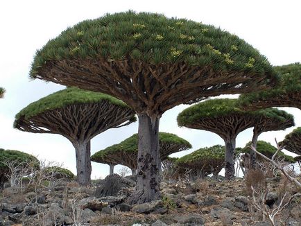 Dracaena Sárkány vásárolni mandarin online áruház, ápolási otthon