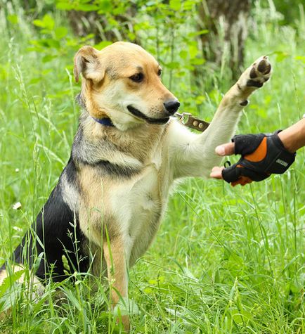 Câine de pregătire - echipa dă o laba