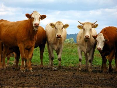 Еколого-технологічний стрес у великої рогатої худоби як визначити і як боротися