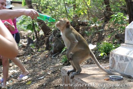 Excursie pe râul Kwai (Thailanda), jurnal de neparticipare