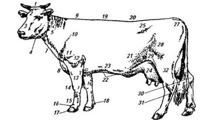 Exteriorul, interiorul și constituirea animalelor de fermă