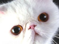 Egzotikus rövidszőrű macska - macska fotó, fajta leírás, karakter