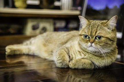 Pisica shorthair exotica prezinta anomalii de moștenire - clinici veterinare blog - belant