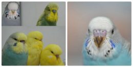 Păsări exotice care locuiesc în apartamente și în captivitate
