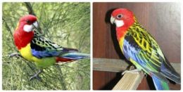 Păsări exotice care locuiesc în apartamente și în captivitate