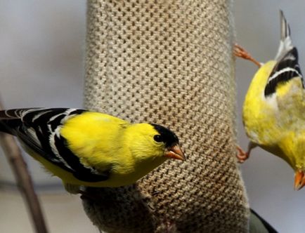 Animale exotice într-o casă de păsări