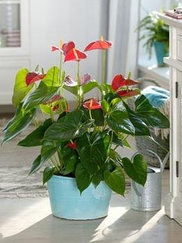 Exotic flori tropicale anthurium