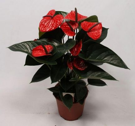 Exotic flori tropicale anthurium